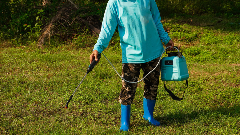 person spraying weeds on lawn