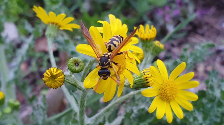 Wasp on yellow flower
