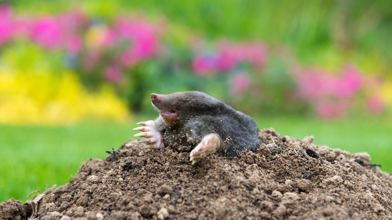 A garden mole coming out of a molehill