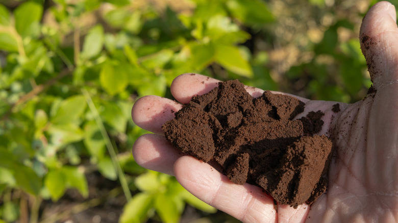 A person's hand holding coffee grounds in a garden