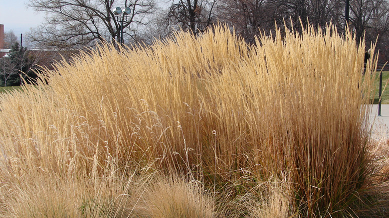 karl foerster grass in winter