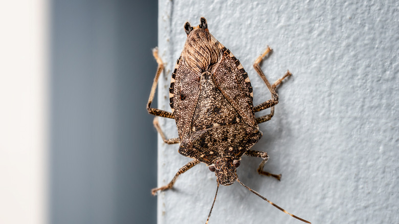 A stinkbug upside down on a wall