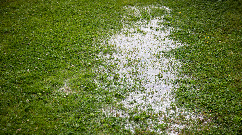 Standing water on a portion of a poorly drained lawn