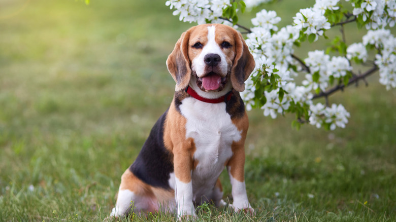 A beagle with a red collar in a yard with a white, flowering tree branch behind it