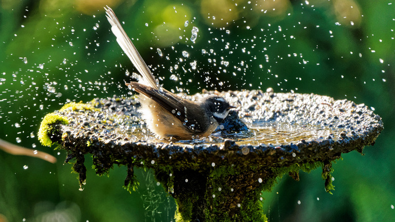 A bird making a splash in a birdbath
