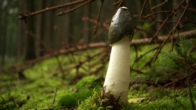 A stinkhorn mushroom in a yard