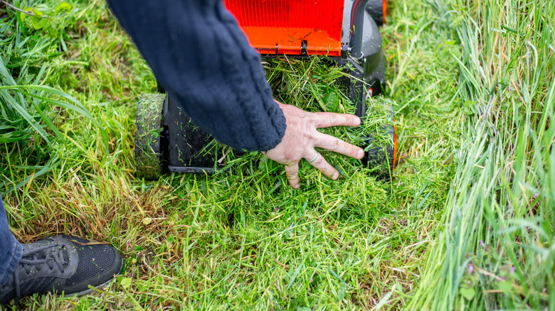 A gardener removing grass clippings from the surface of a lawn