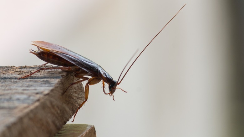 Cockroach on the box corner