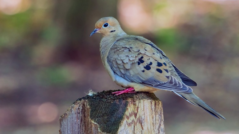 mourning dove on stump