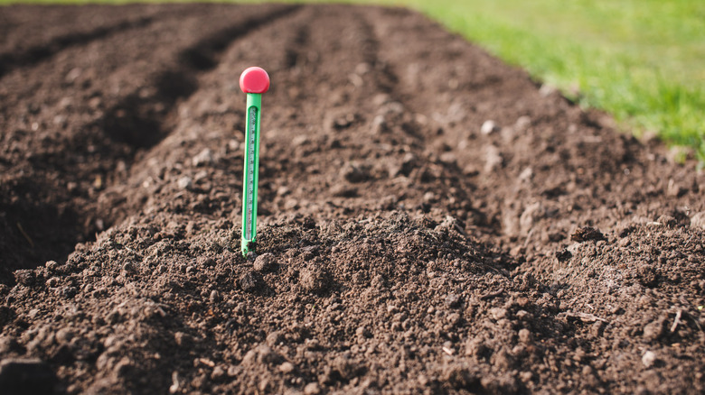 thermometer in soil