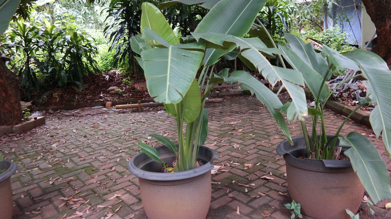 potted bird of paradise plant
