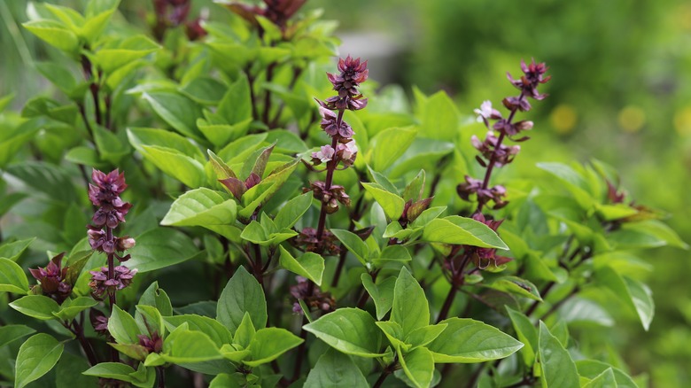 Purple basil flowers