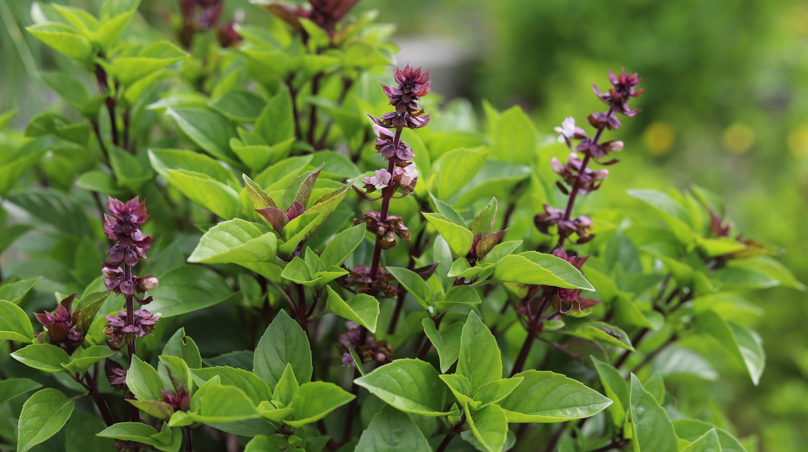 Why You Don t Want Your Basil Plant To Flower And What To Do If It Does 