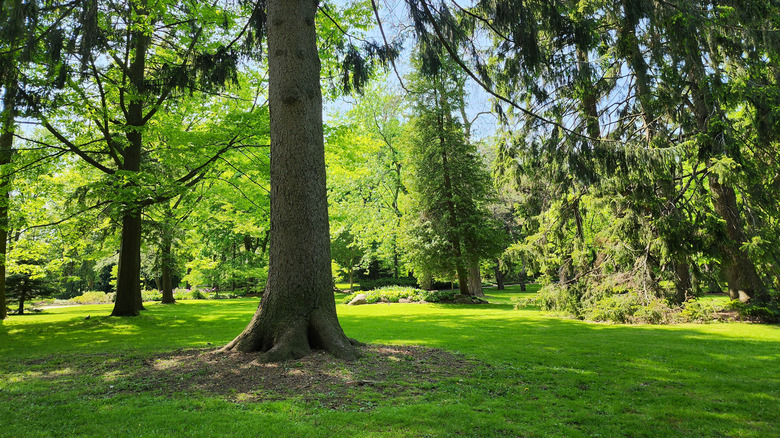 large evergreen tree