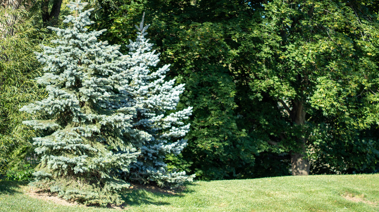 conifer trees on lawn