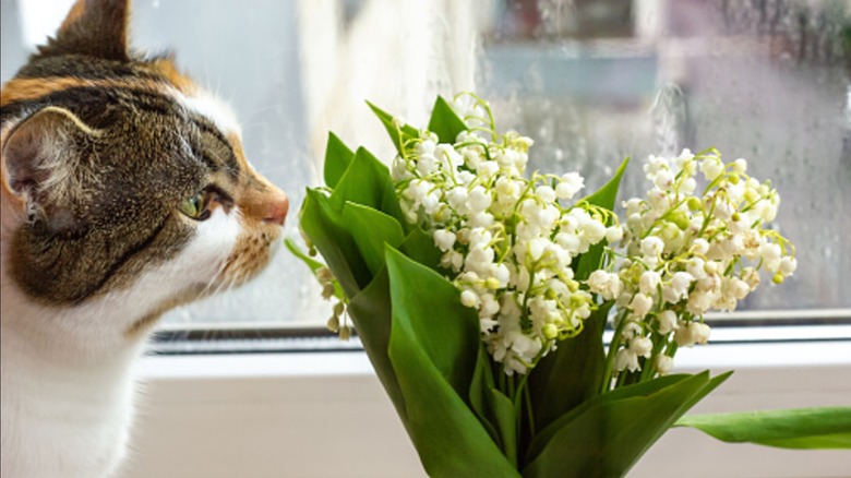 a domestic cat sniffs a bouquet of lily of the valley