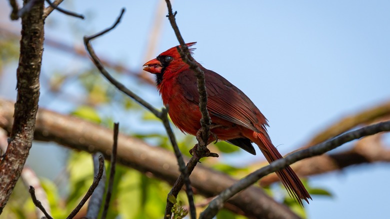 Red cardinal in tree