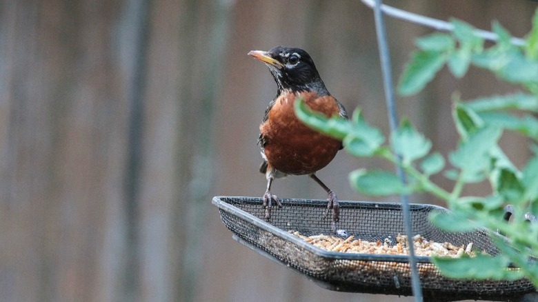 An American robin enjoys seeds at an open bird feeder.