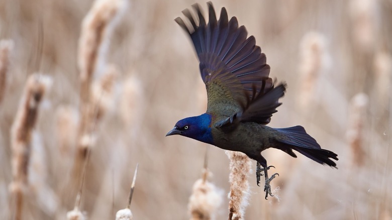 A common grackle in flight over a field of cattails.