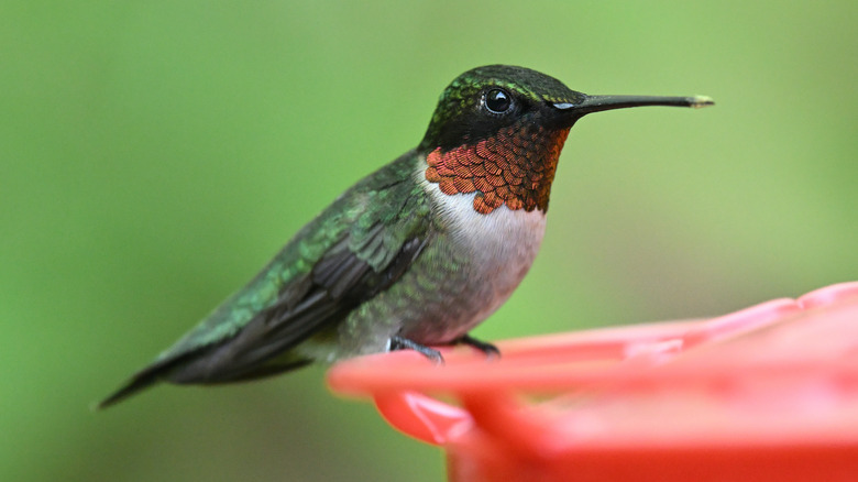 Close up of male hummingbird perched on feeder