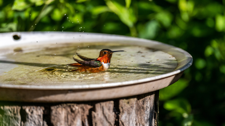 hummingbird splashing in birdbath