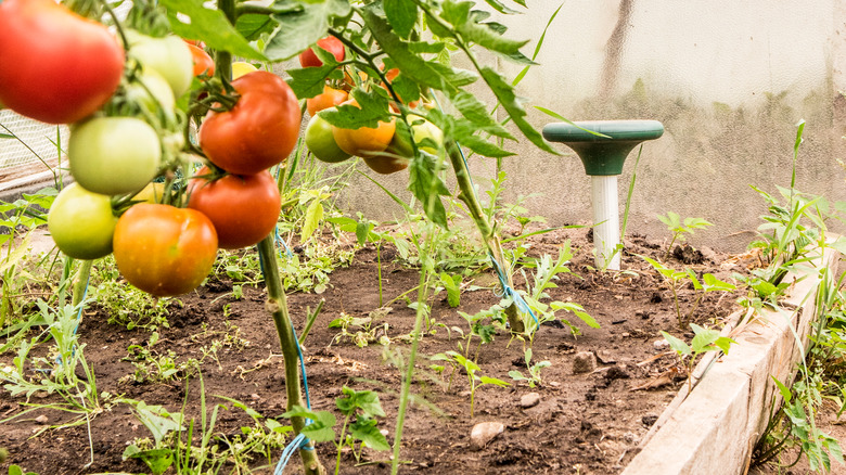 Ultrasonic pest repeller in garden