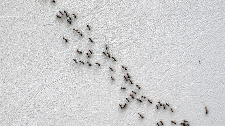 Line of ants