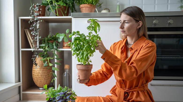 Woman gardener takes care of basil houseplant