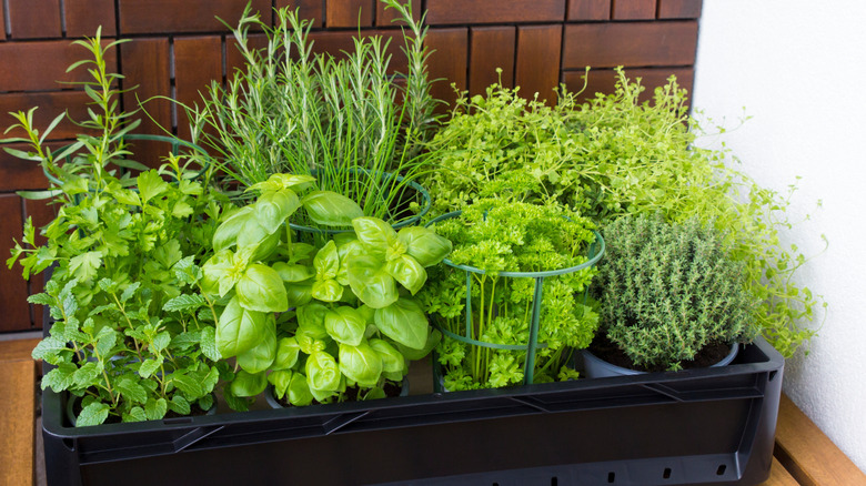 Potted herbs during growing season
