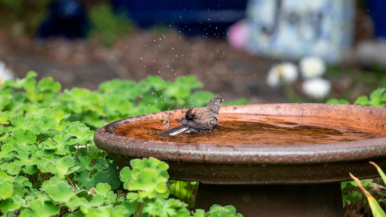 A bird splashing in a copper bird bath