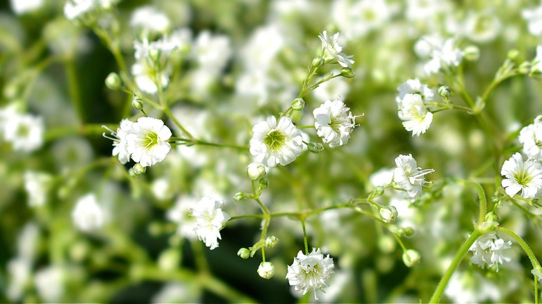 Gypsophila (Baby's Breath), Flower Growing Information