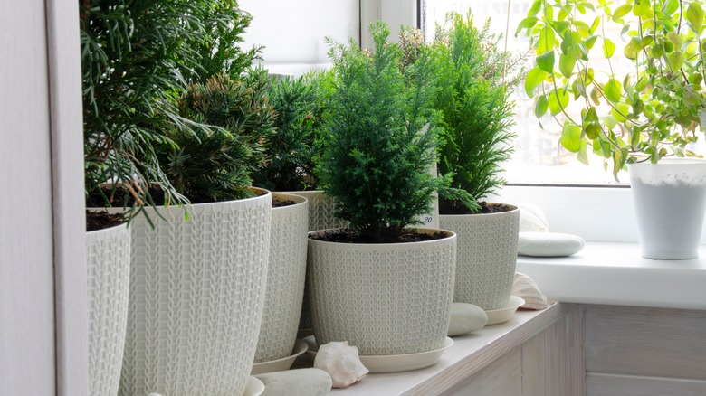Junipers in pots beside window