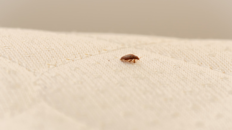 Bed bugs on fabric mattress 