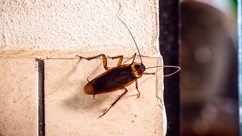 cockroach on wall