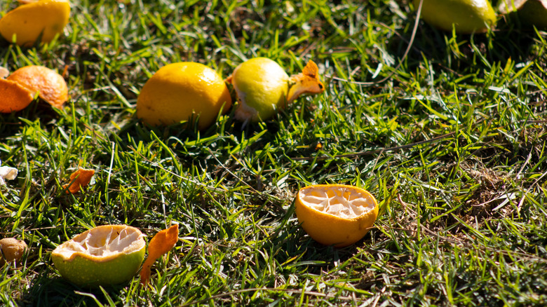 Orange and lemon peels on the grass
