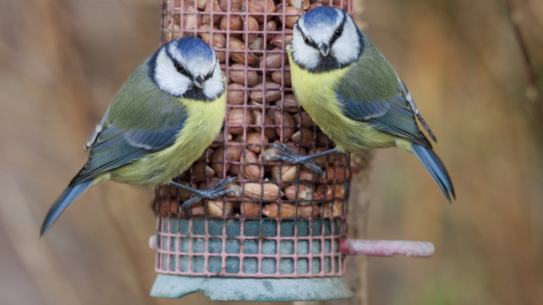 birds on bird feeder