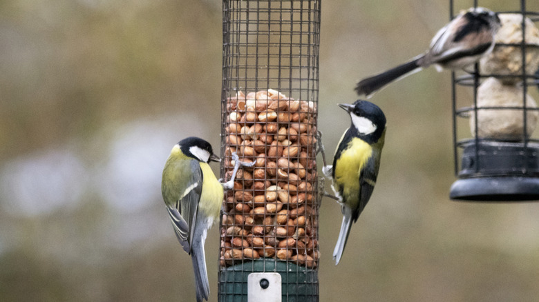 Birds at a bird feeder