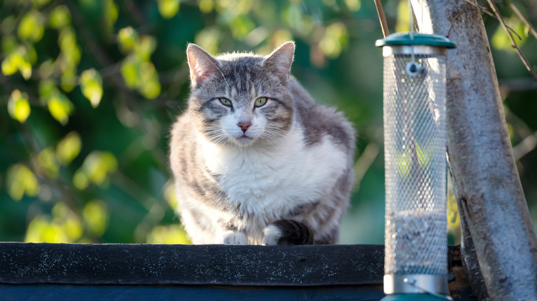 Cat sitting next to a bird feeder