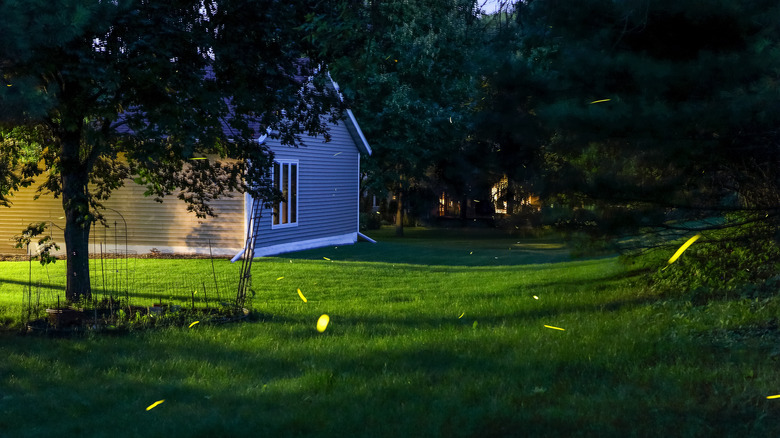 fireflies in a backyard