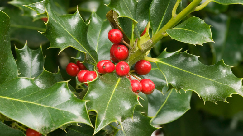Holly bush closeup with berries