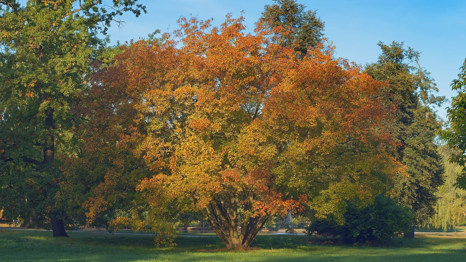 Amur Maple Invsive The Downsides To Planting An Amur Maple Tree In Your Yard