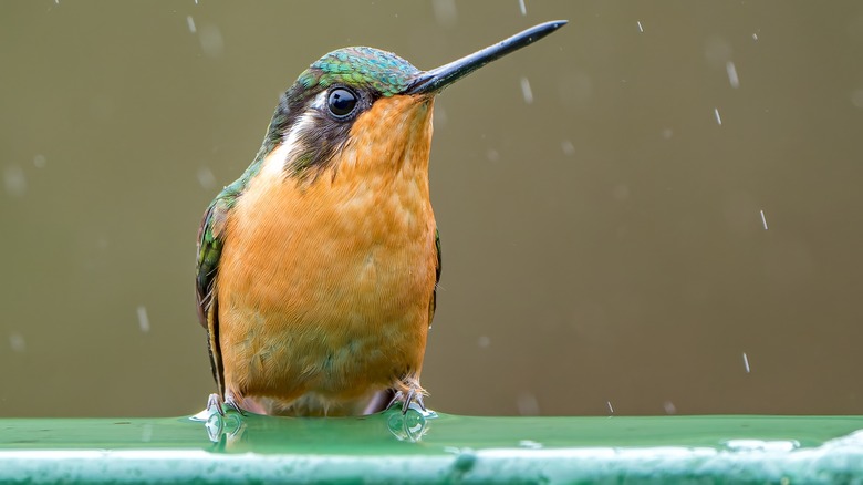 hummingbird visiting pink flower in rainy day