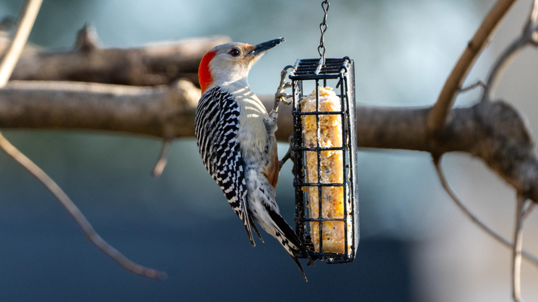 Woodpecker hanging on suet bird feeder