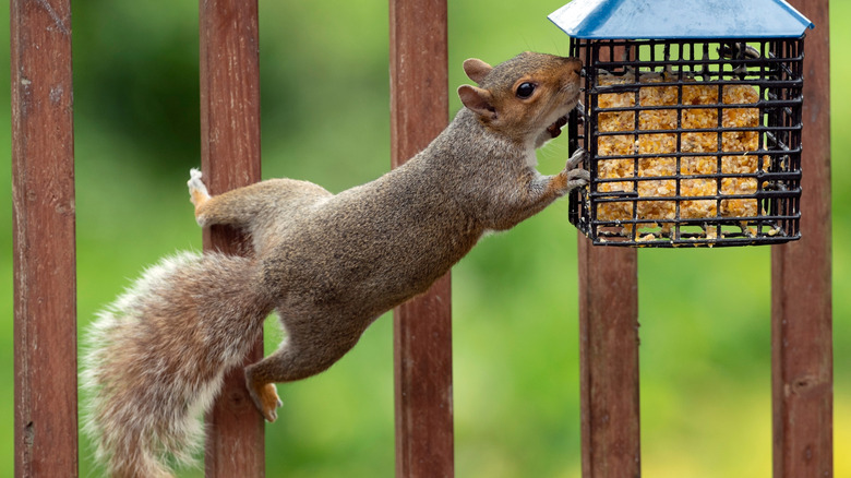 Squirrel stretching to eat suet out of bird feeder