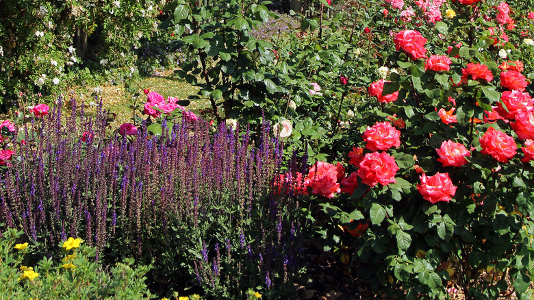 Roses and sage in garden bed