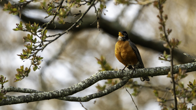 American robin singing on branch