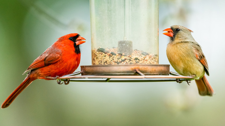 Two birds are pictured sitting on opposite ends of a bird feeder as they each enjoy a mid-day treat of a bird food mix with grains and seeds.