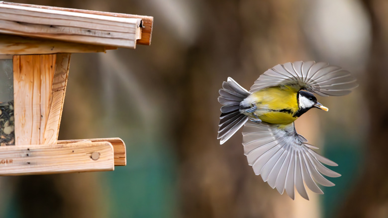 A Eurasian blue tit, a small passerine bird of the tit family, flies away from a bird feeder after launching itself from the wooden structure.