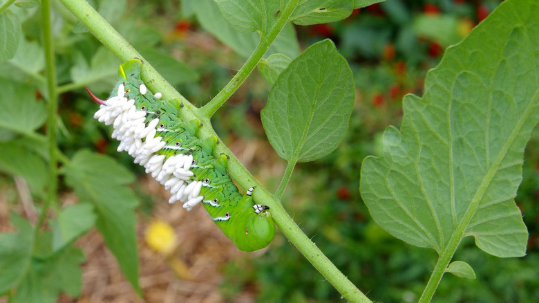 A parasitized tomato hornworm