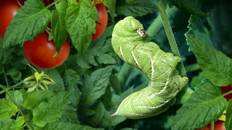 Tomato hornworm on a tomato plant